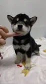 柴犬(標準サイズ)【岡山県・男の子・2020年7月27日・黒】の写真1