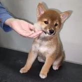 柴犬(標準サイズ)【岡山県・女の子・2023年4月18日・赤】の写真1「６月１７日撮影」