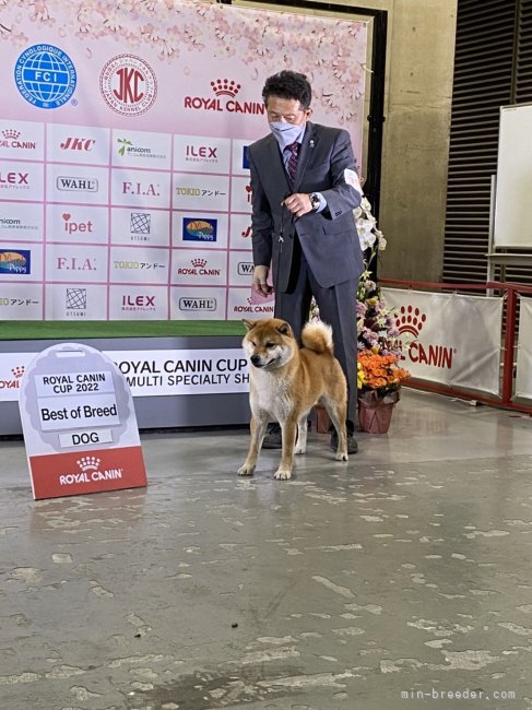 柴犬(標準サイズ)【・男の子・2019年11月26日・赤】