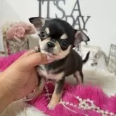 チワワ(スムース)【大阪府・女の子・2025年4月17日・ブラックタン】の写真10