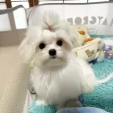 マルチーズ【大阪府・女の子・2025年7月15日・ホワイト】の写真3