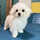 マルチーズ【大阪府・女の子・2025年7月15日・ホワイト】の写真6