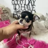 チワワ(スムース)【大阪府・女の子・2025年4月17日・ブラックタン】の写真12