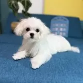 マルチーズ【大阪府・女の子・2025年7月15日・ホワイト】の写真4
