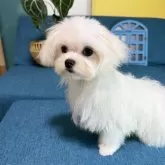 マルチーズ【大阪府・女の子・2025年7月15日・ホワイト】の写真9