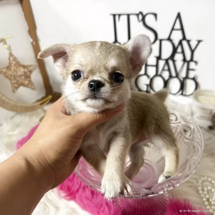 ラベール 様のお迎えした子犬