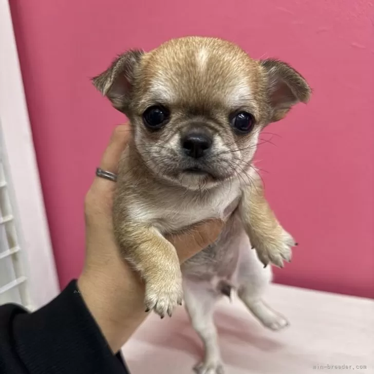 ID:2412-02063の子犬