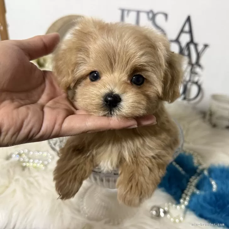 ID：2412-01636の子犬