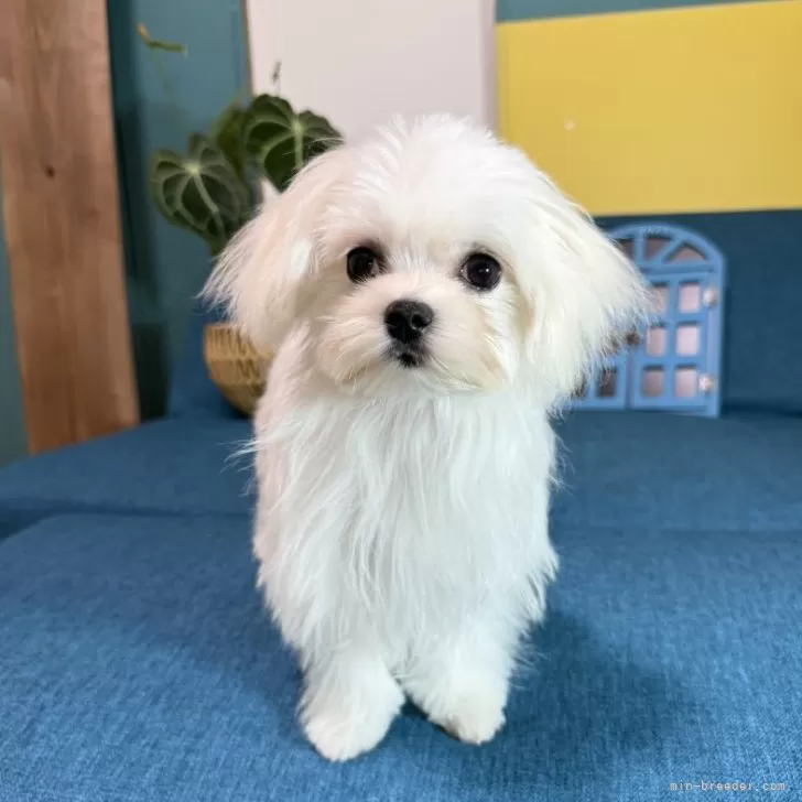 マルチーズ【大阪府・女の子・2025年7月15日・ホワイト】の写真1