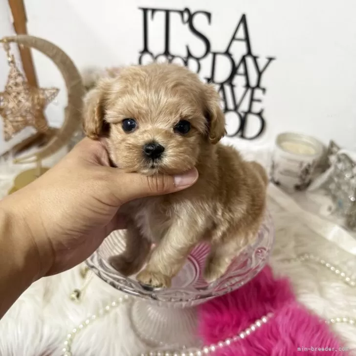 ID:2507-09253の子犬