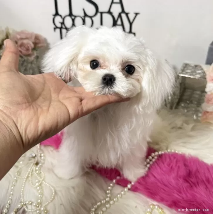 こひな 様のお迎えした子犬