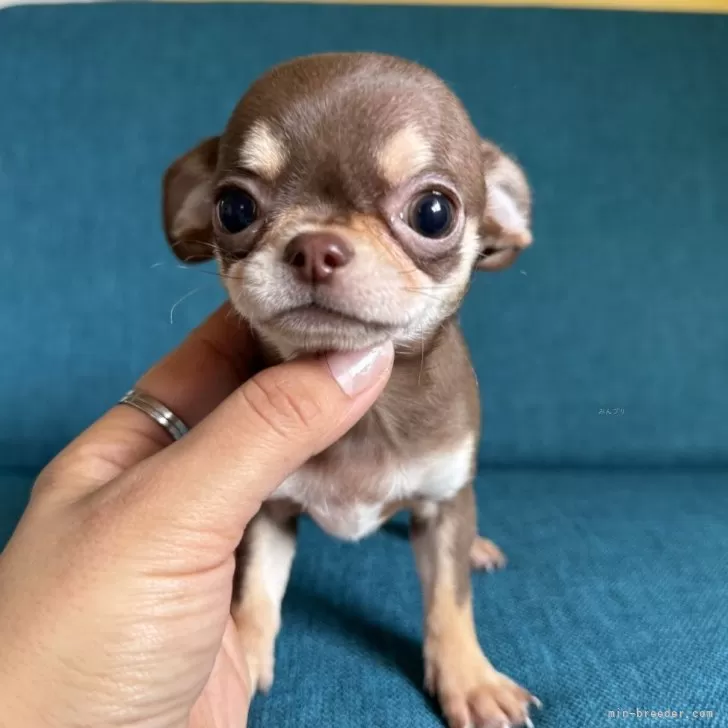 ID:2412-01706の子犬