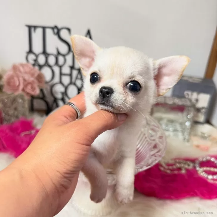 ID:2506-02424の子犬