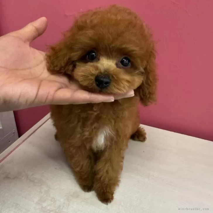 ID：2410-00689の子犬