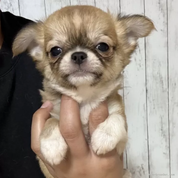 ID:2410-05700の子犬