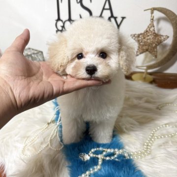 トイプードル(トイ)【大阪府・男の子・2025年9月12日・ホワイト】の写真「毛量抜群🐩」