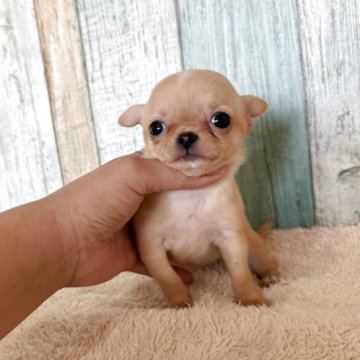 チワワ(スムース)【大阪府・女の子・2025年9月13日・フォーン】の写真「小ぶりの女の子👧」