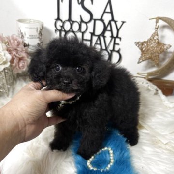 トイプードル(トイ)【大阪府・男の子・2025年9月10日・ブラック】の写真「毛量抜群🐩」