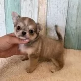 チワワ(ロング)【大阪府・女の子・2025年9月13日・フォーン】の写真1