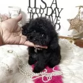 タイニープードル