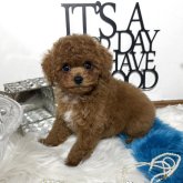 トイプードル(トイ)