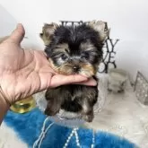 ヨークシャーテリア【大阪府・男の子・2025年2月7日・スチールブルータン】の写真1