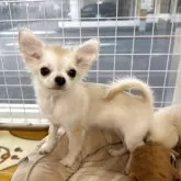 チワワ(ロング)