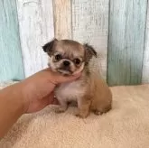 チワワ(ロング)