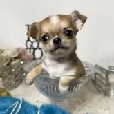 チワワ(スムース)