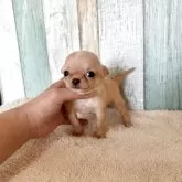 チワワ(スムース)【大阪府・女の子・2025年9月13日・フォーン】の写真2