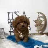 トイプードル(トイ)【大阪府・男の子・2025年9月11日・レッド】の写真3