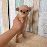 チワワ(スムース)【大阪府・女の子・2025年9月13日・フォーン】の写真3