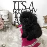 タイニープードル【大阪府・女の子・2025年9月10日・ブラック】の写真3