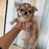 チワワ(ロング)【大阪府・女の子・2025年9月13日・フォーン】の写真4