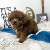 トイプードル(トイ)【大阪府・男の子・2025年9月11日・レッド】の写真5