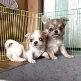 チワワ(ロング)【大阪府・女の子・2025年9月13日・フォーン】の写真6