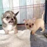 チワワ(スムース)【大阪府・女の子・2025年9月13日・フォーン】の写真6