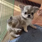 チワワ(ロング)【大阪府・女の子・2025年9月13日・フォーン】の写真7