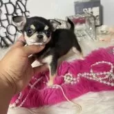 チワワ(スムース)【大阪府・女の子・2025年4月17日・ブラックタン】の写真7