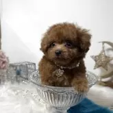 トイプードル(トイ)【大阪府・男の子・2025年9月11日・レッド】の写真7