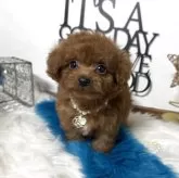 トイプードル(トイ)【大阪府・男の子・2025年9月11日・レッド】の写真8