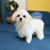 マルチーズ【大阪府・女の子・2025年7月15日・ホワイト】の写真2