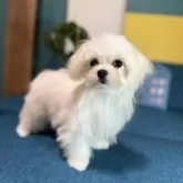 マルチーズ【大阪府・女の子・2025年7月15日・ホワイト】の写真3