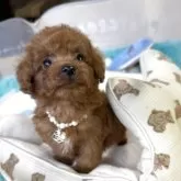 トイプードル(トイ)【大阪府・男の子・2025年9月11日・レッド】の写真9