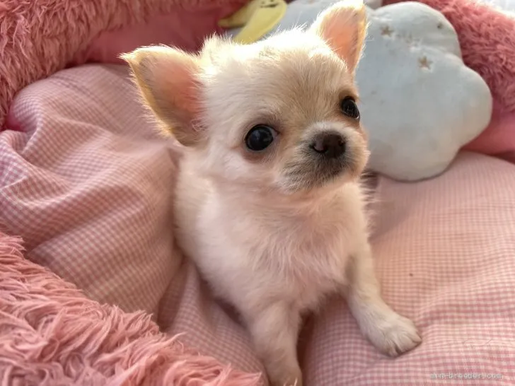 ID：2204-01803の子犬