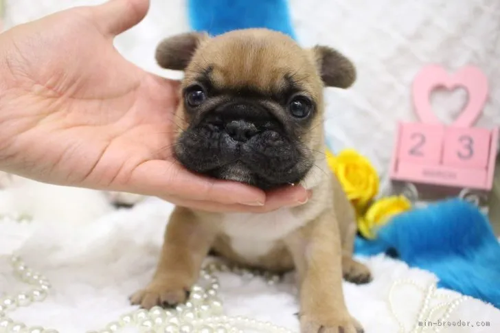 ID：1903-02382の子犬