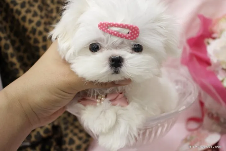 あみ 様のお迎えした子犬