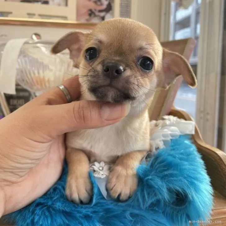 チワワ(スムース)【大阪府・男の子・2022年11月24日・レッド】の写真1