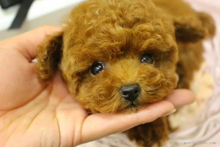 ID:1612-01080の子犬