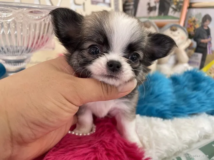 ID:2203-00593の子犬
